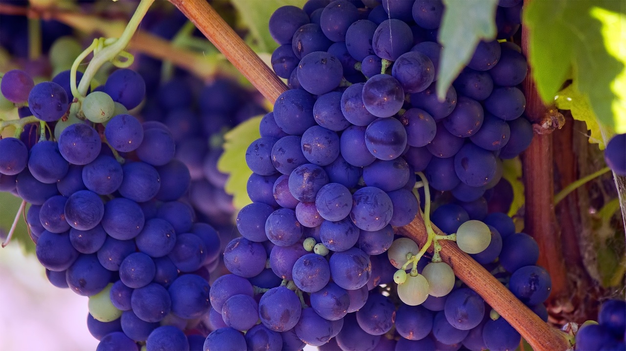 Grapes symbolise the months of the year (Credit: Pixabay)