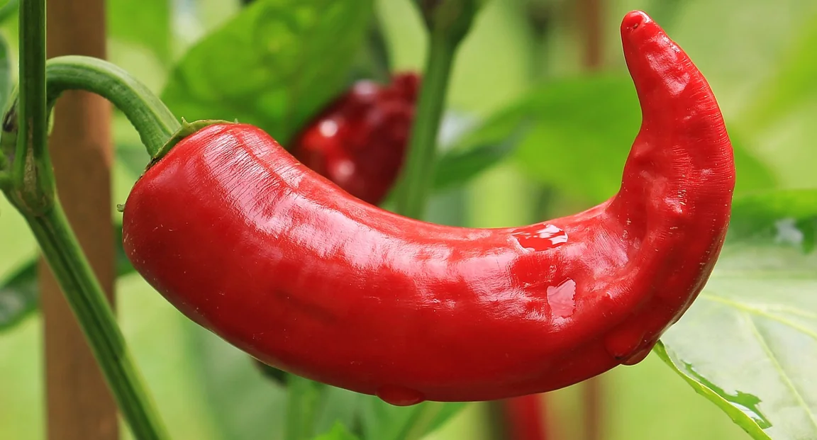 Military scientists have turned spicy chillies into a bomb