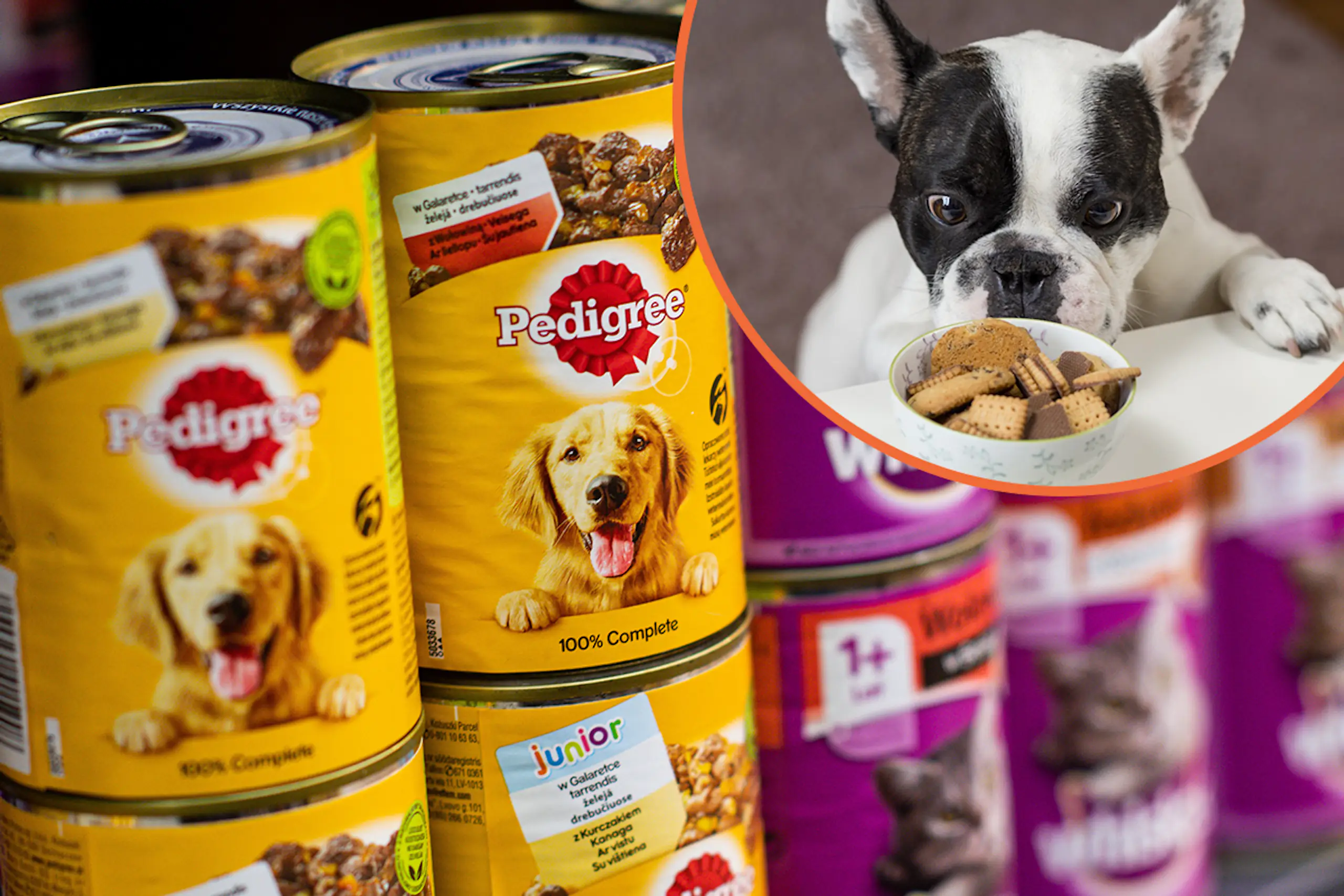 Your dog can earn £100 a month as a pet food critic