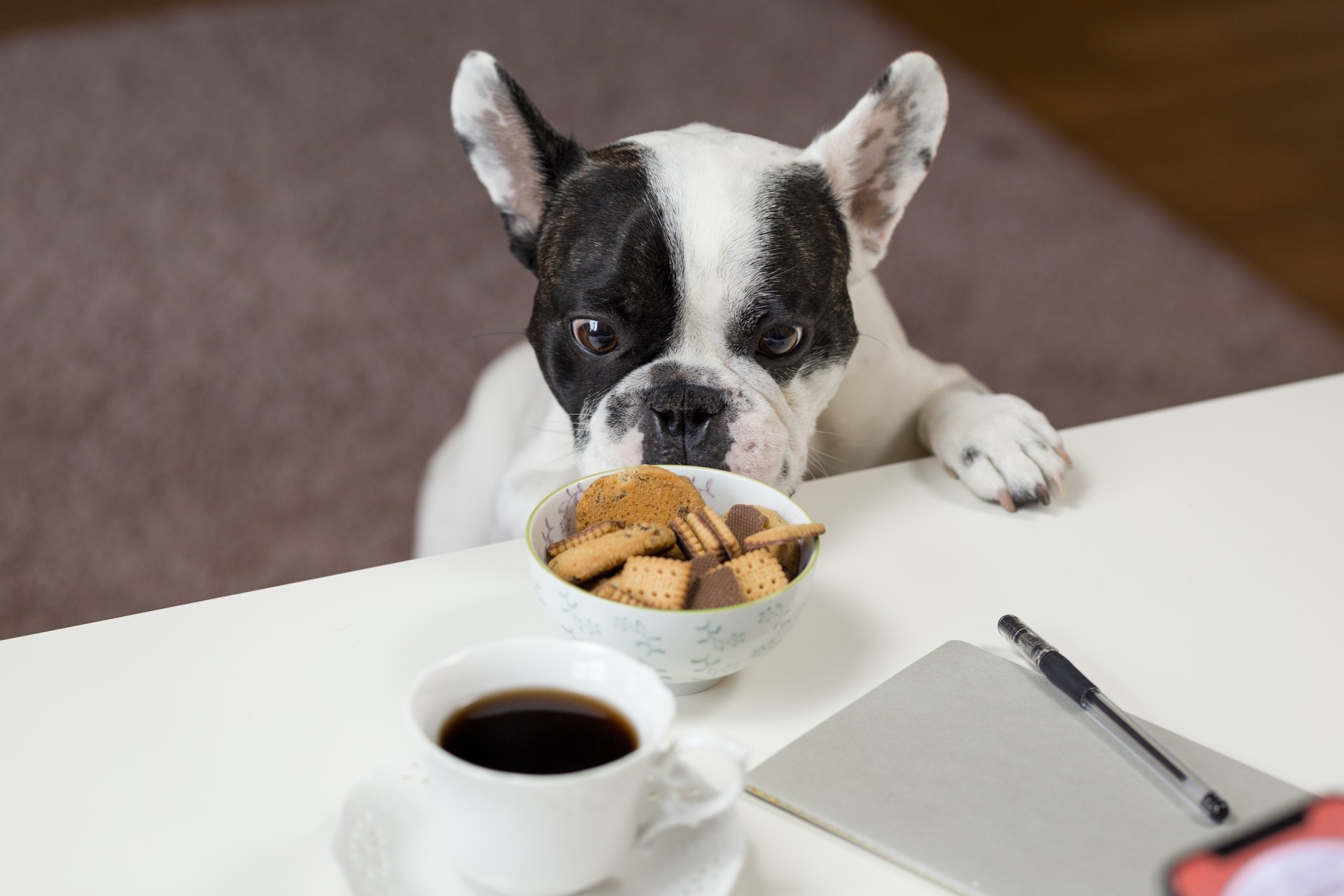 Dog food critic