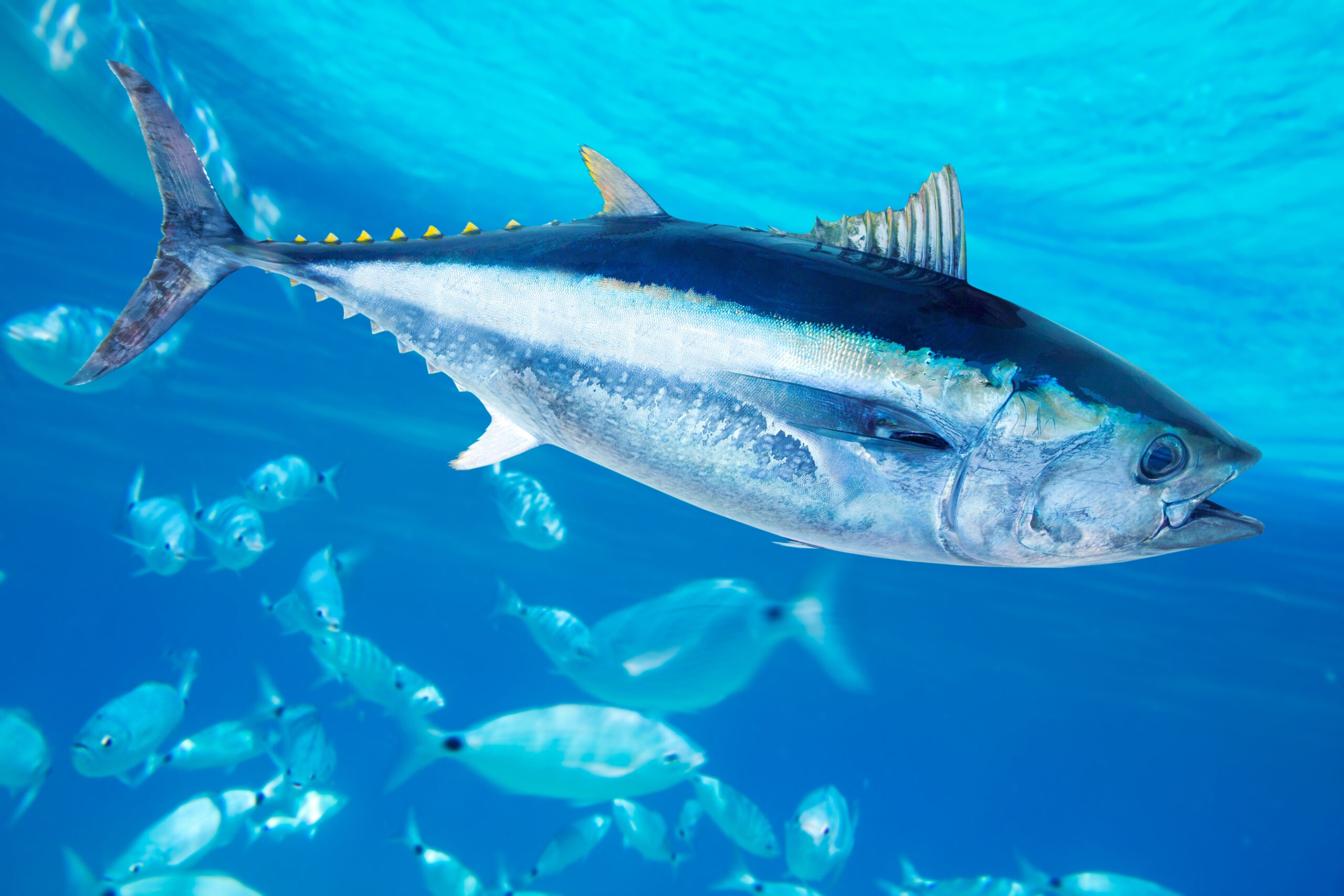 Tuna in the sea