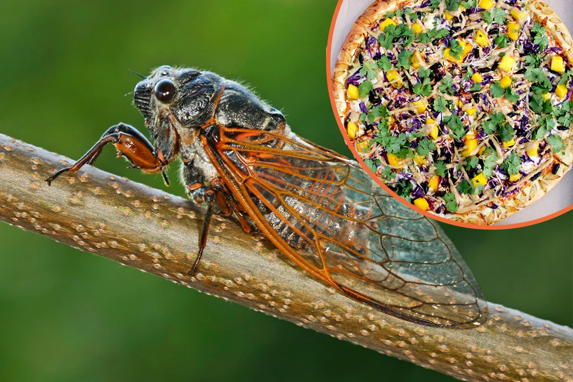 Restaurant creates spicy cicada pizza, with the insects’ wings baked into the crust