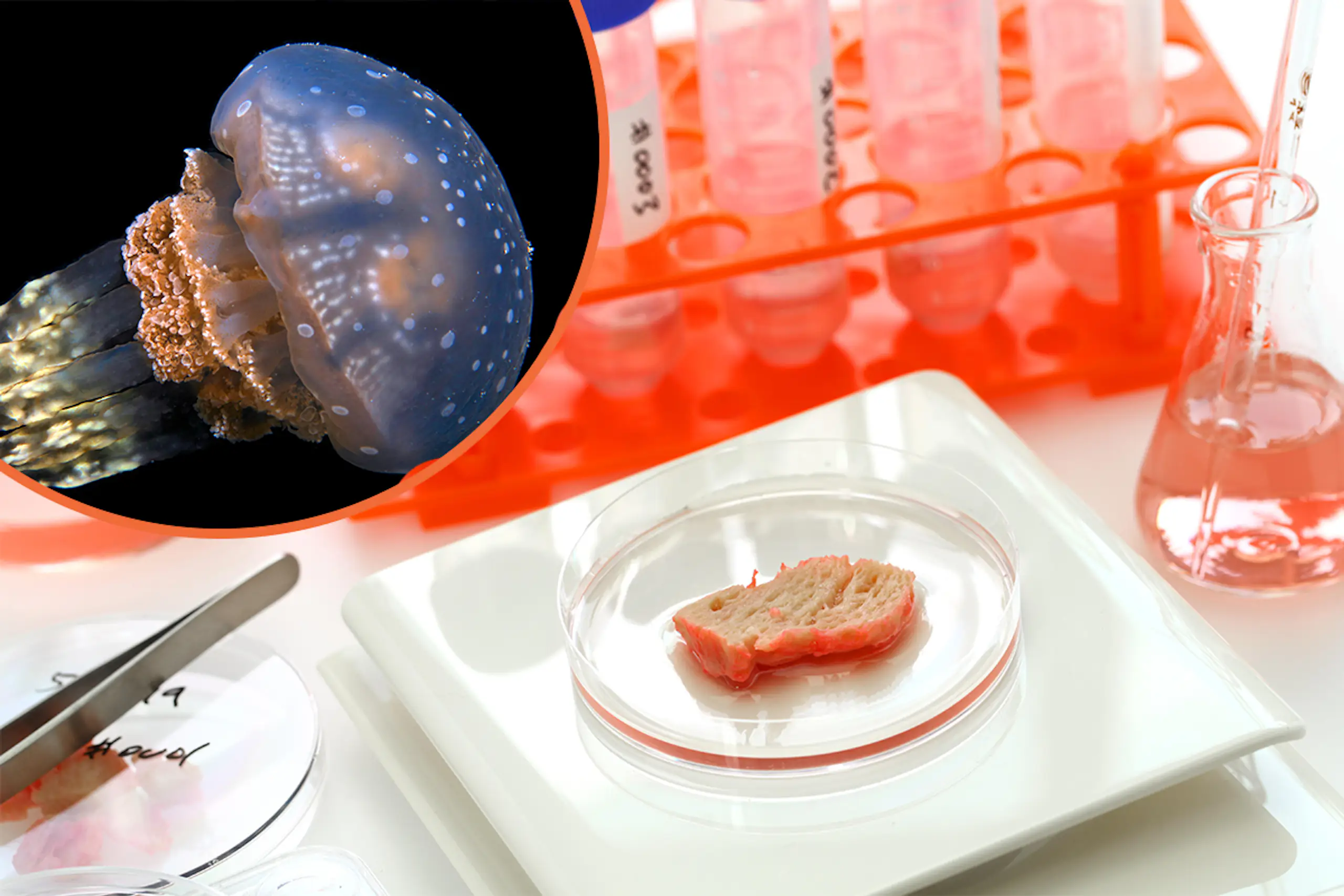 9 weird and wonderful foods we’ll be eating in the future, according to the Natural History Museum