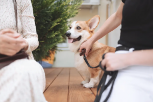 CORGI DOG CAFE LONDON