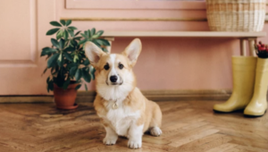 dog corgi cafe london