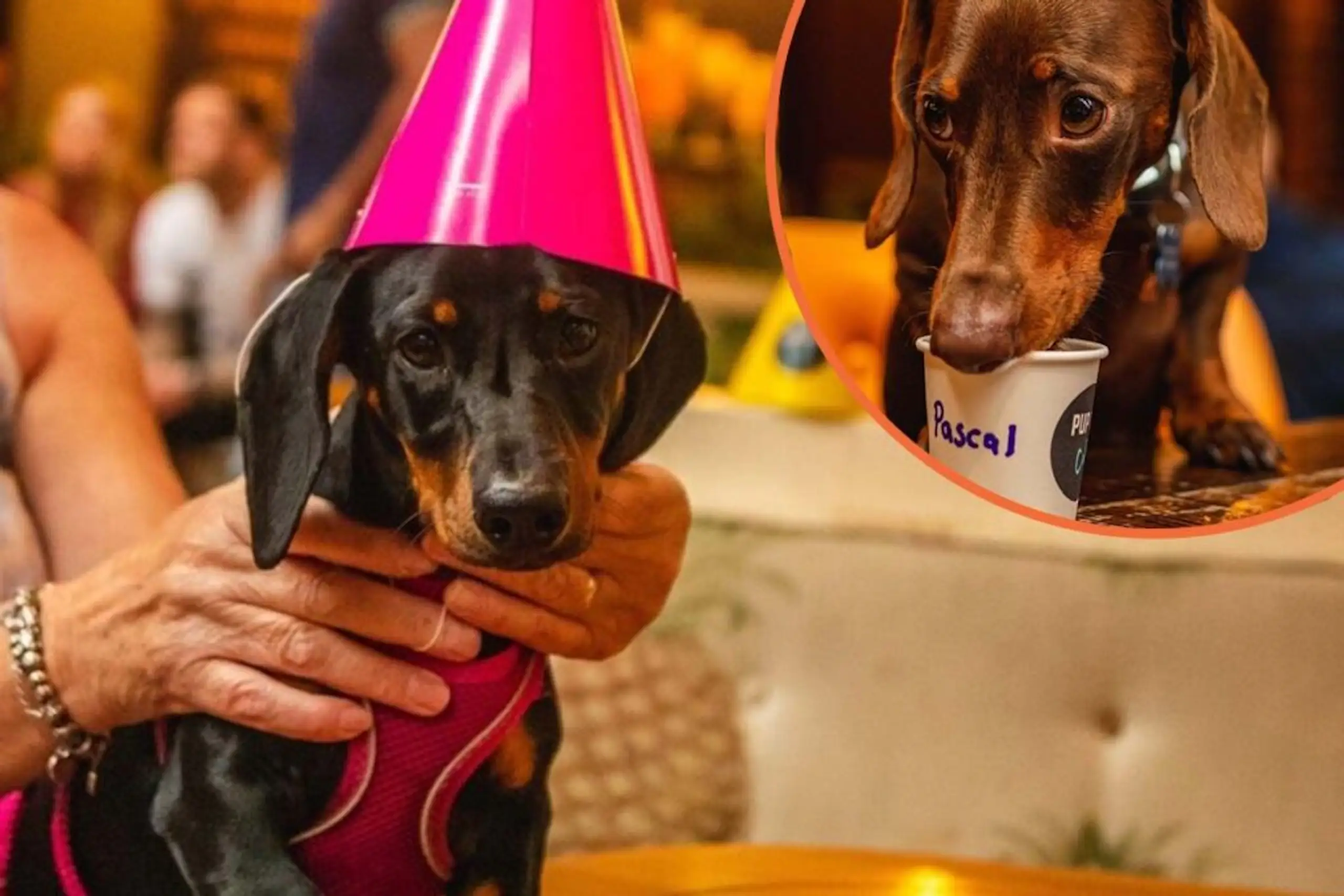 A pop-up sausage dog cafe is touring the UK and it sounds like a Dachshund lover’s dream
