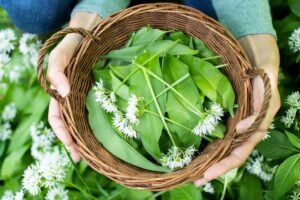 foraging wild garlic
