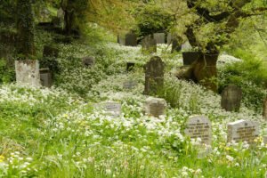 wild garlic foraging