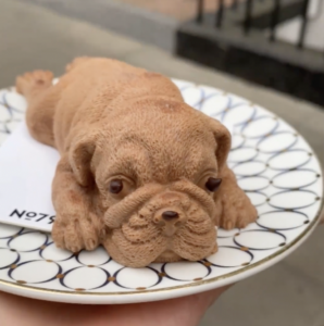 chocolate mousse dog