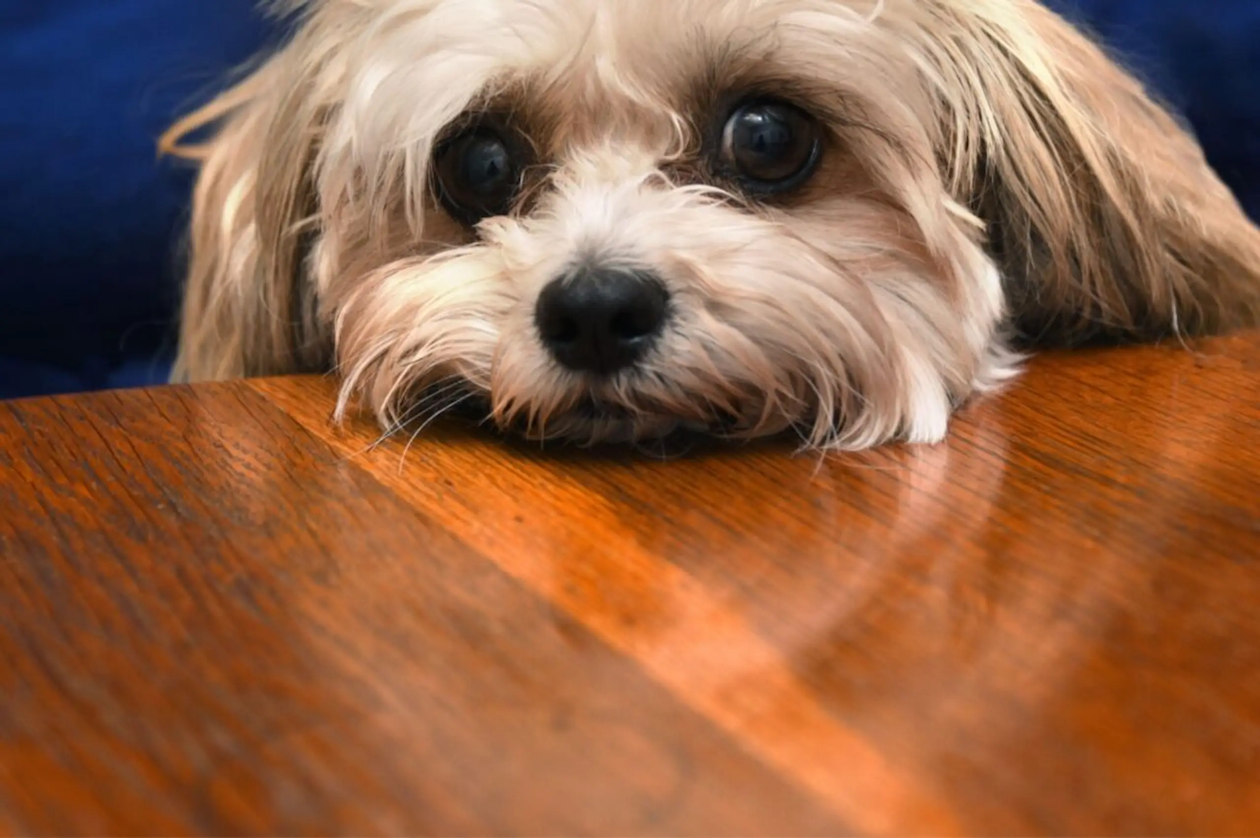 Pub hits back over poor Trip Advisor review citing dog ‘begging’ at table