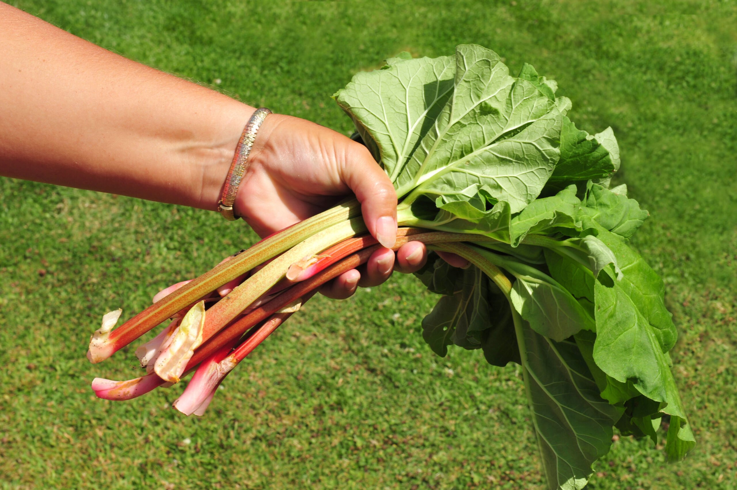 rhubarb