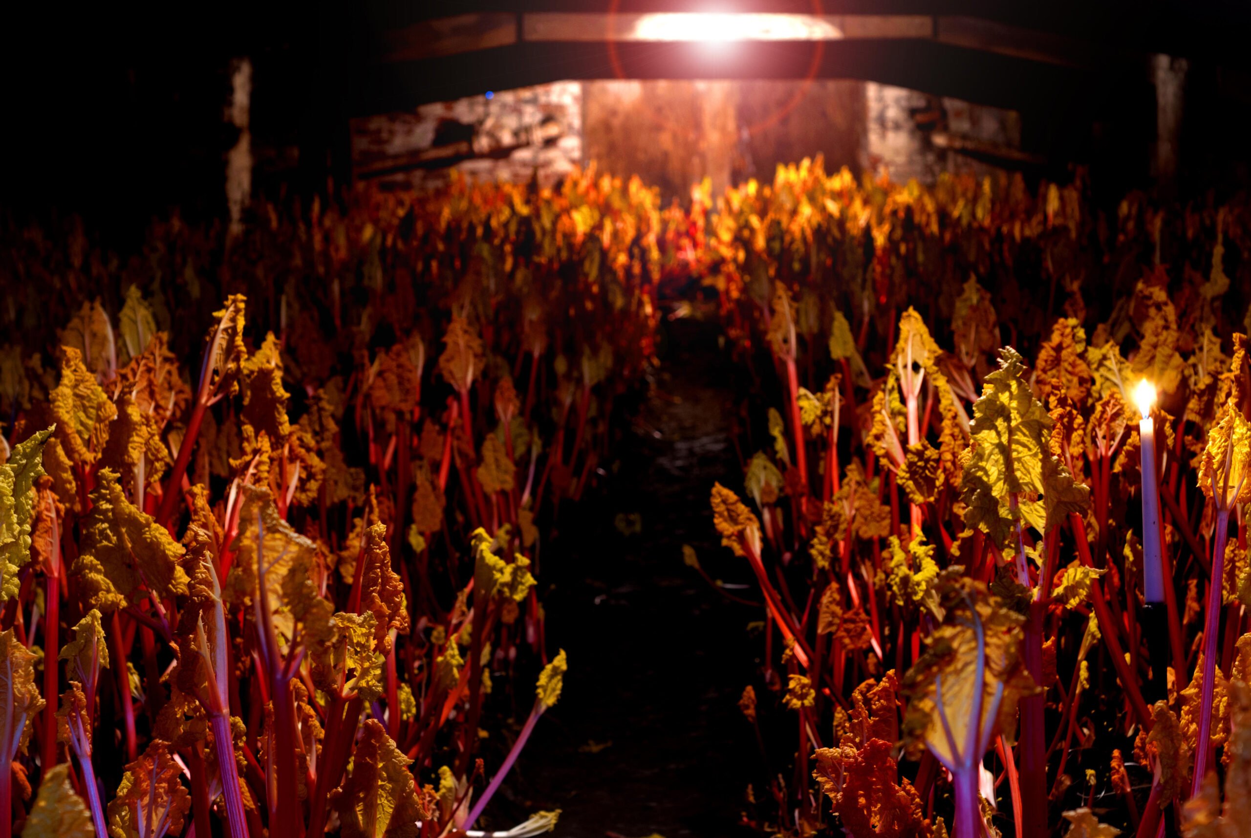 rhubarb triangle forced