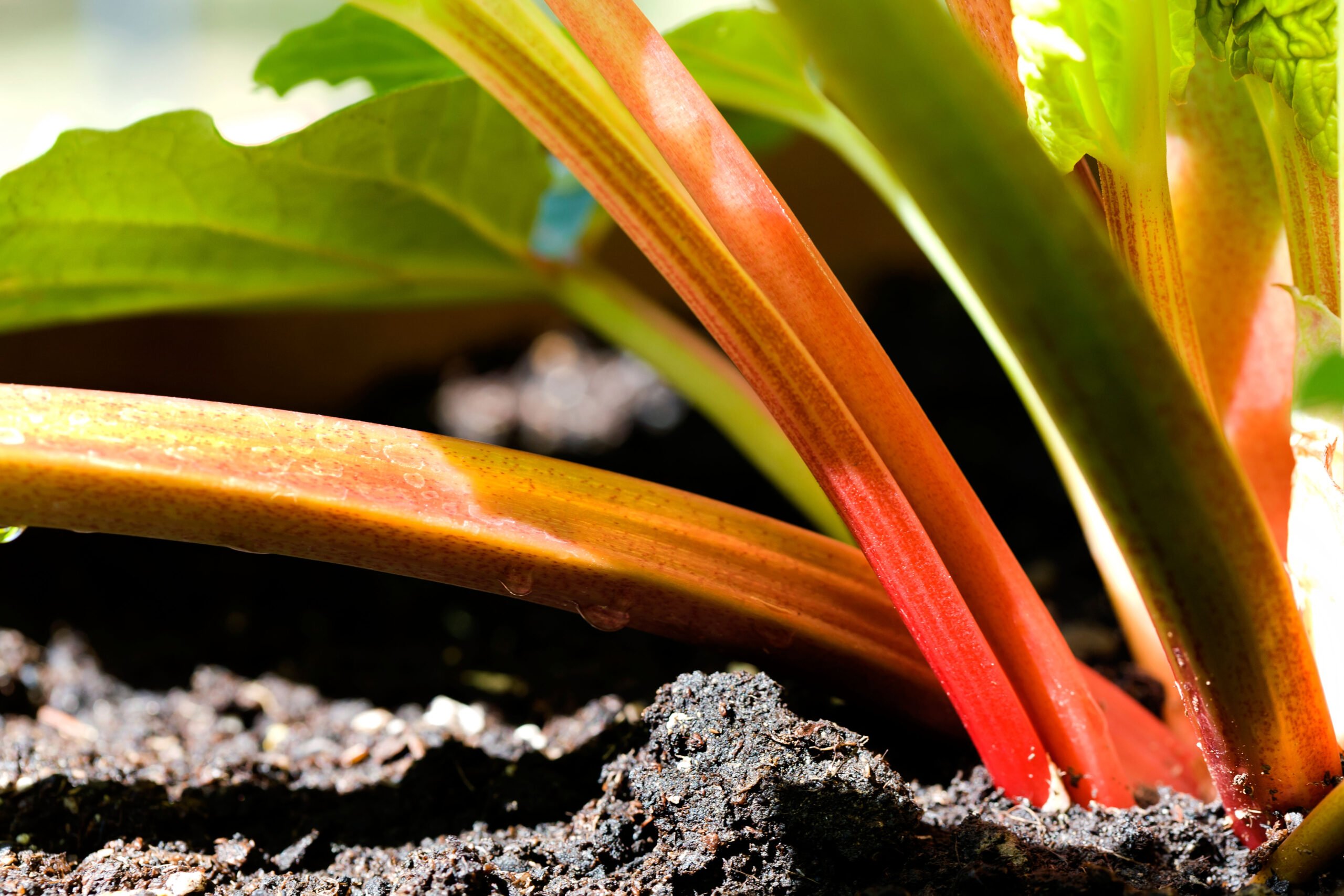 rhubarb how to grow rhubarb