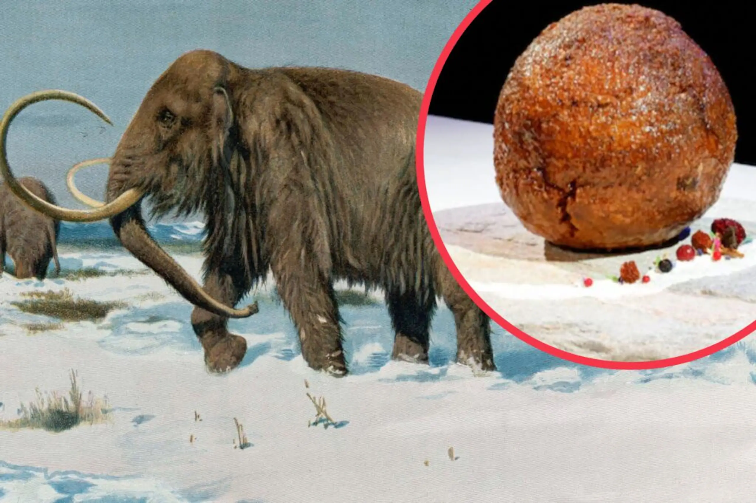 Company makes giant meatball out of lab grown mammoth meat