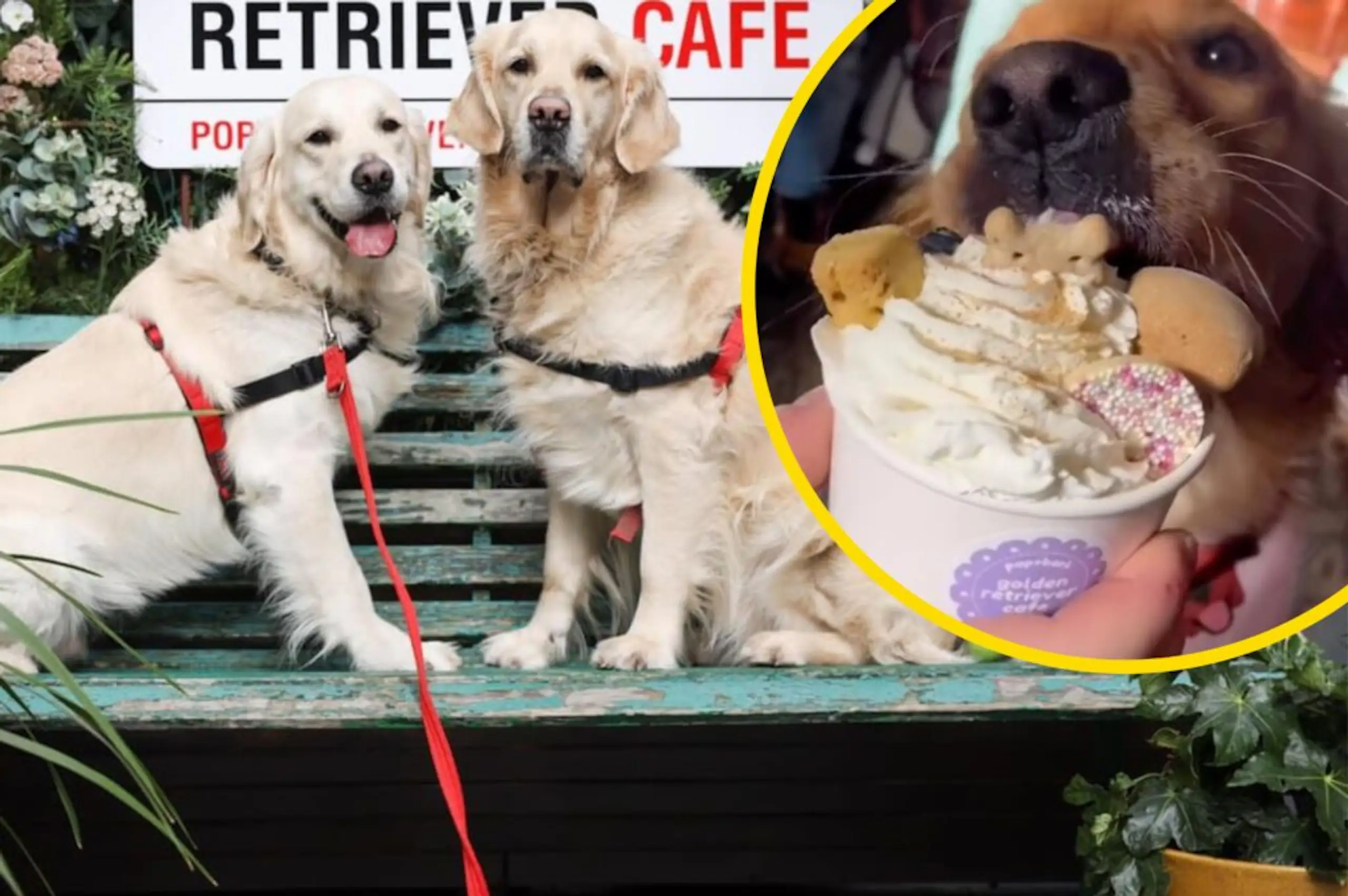 A Golden Retriever cafe is touring the UK