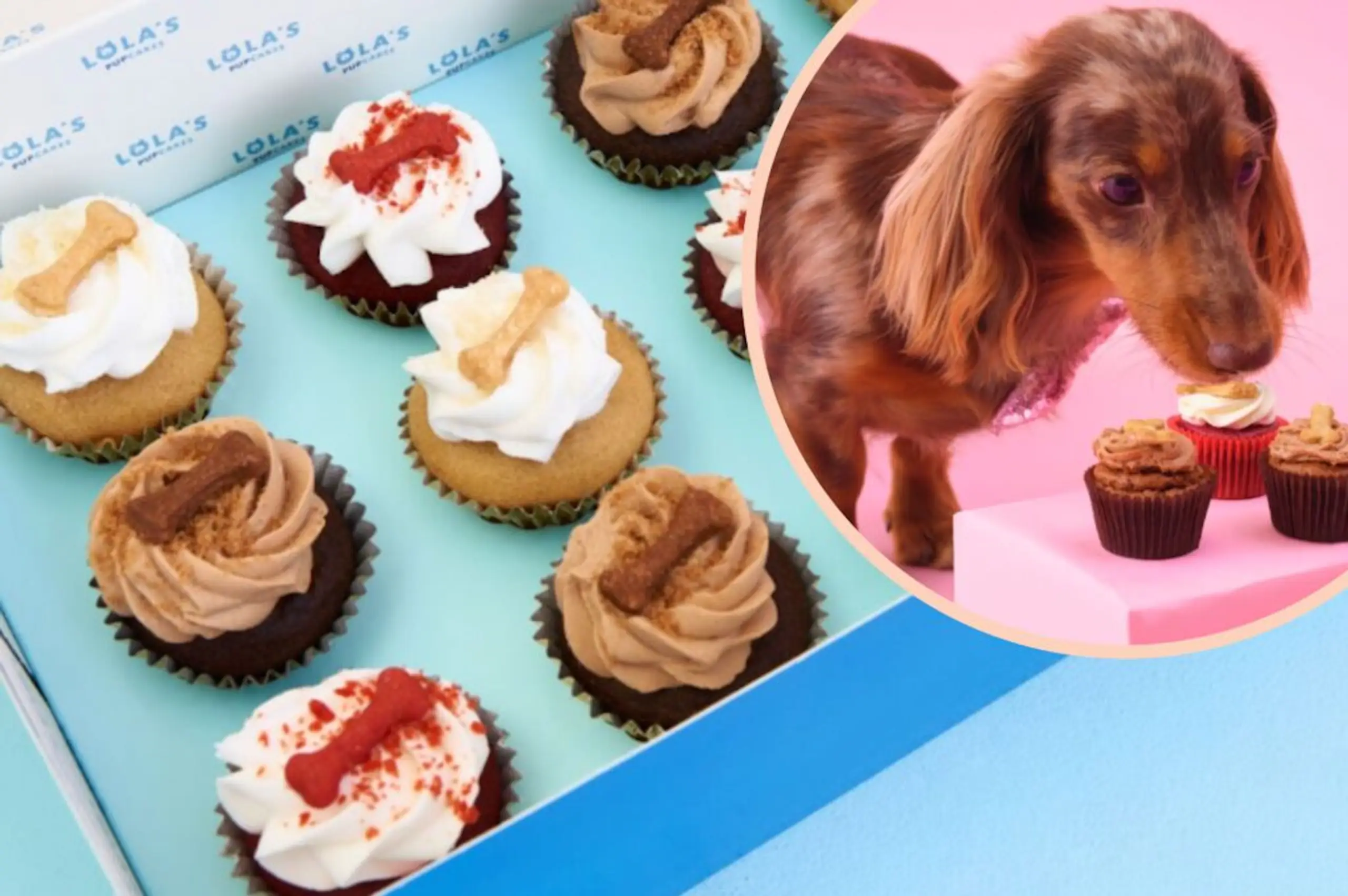 Lola’s Cupcakes launches doggy ‘pupcakes’