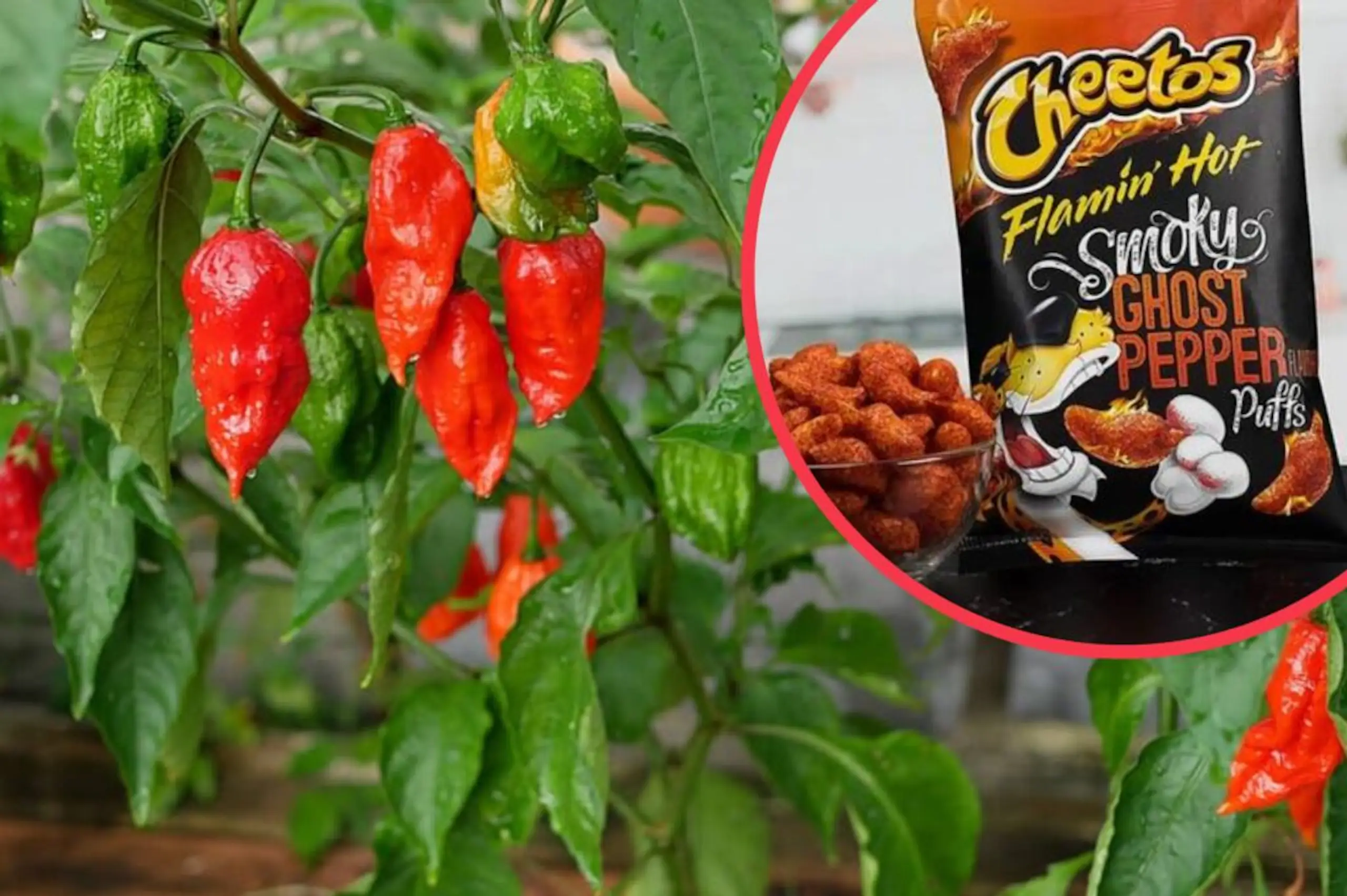 Cheetos launch cheese puff flavoured with one of the world’s hottest chillis