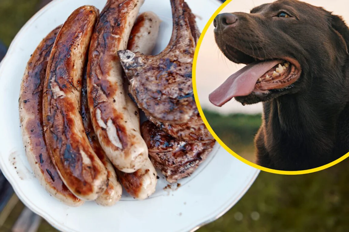 ‘Organic dog meat’ ads appear around London and spark huge debate