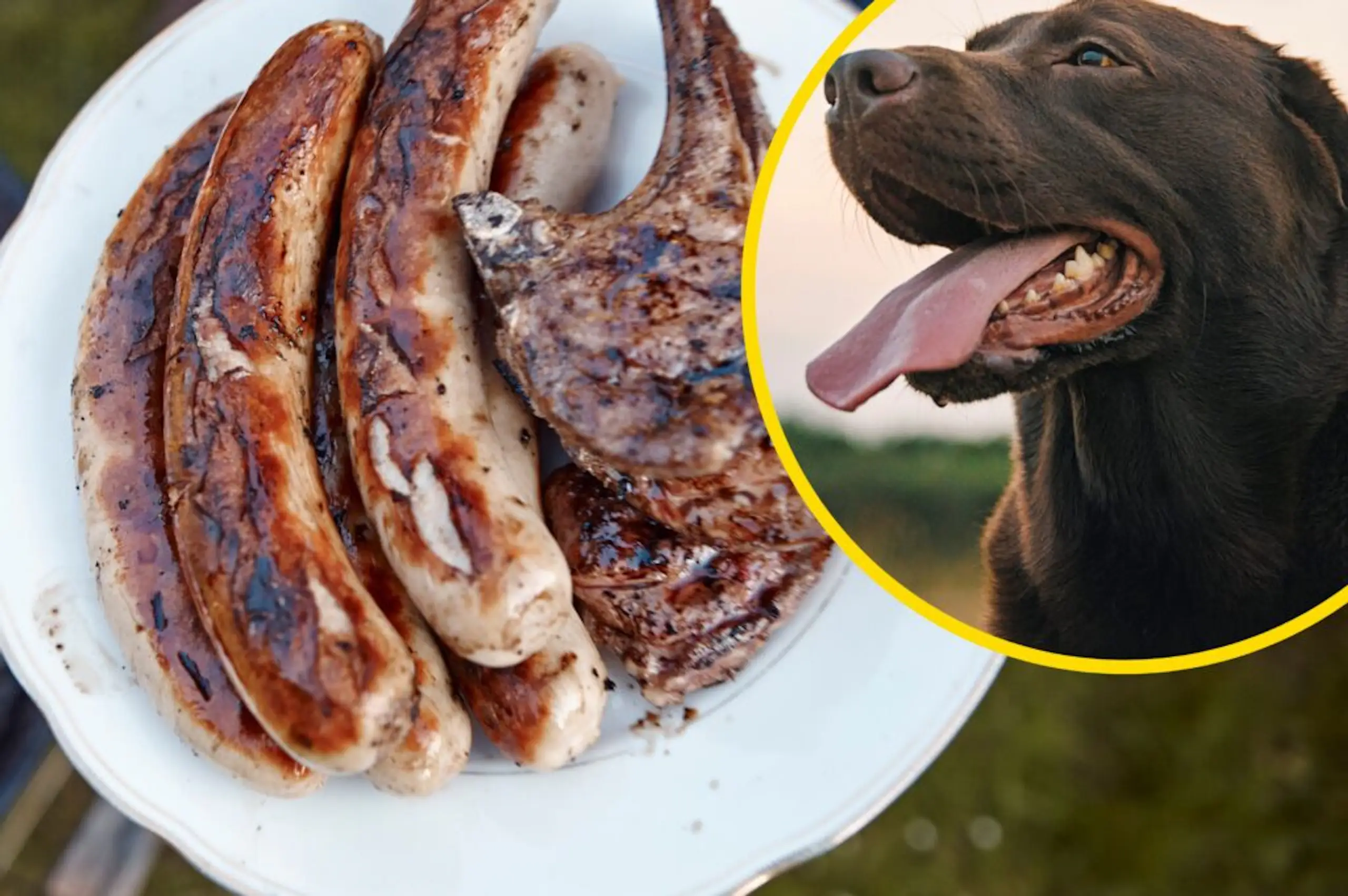 ‘Organic dog meat’ ads appear around London and spark huge debate